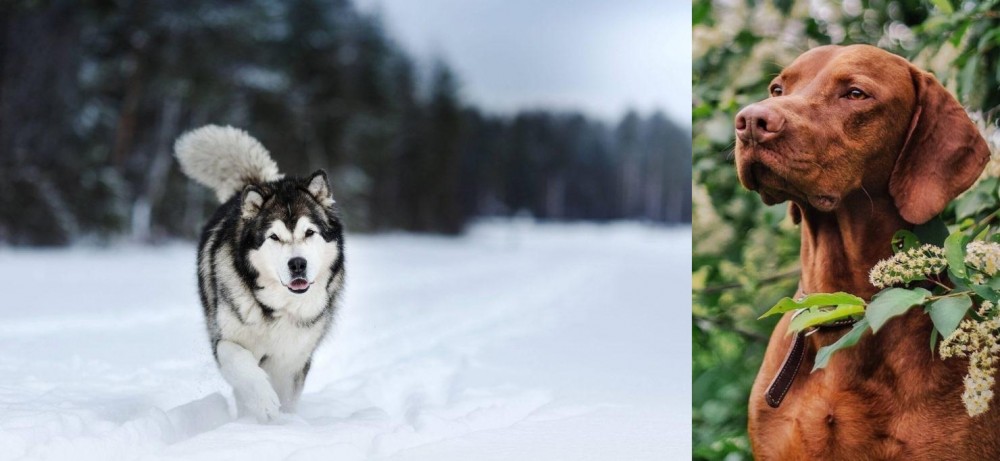 Vizsla vs Siberian Husky - Breed Comparison