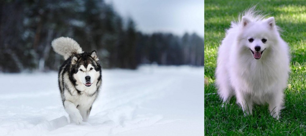 Volpino Italiano vs Siberian Husky - Breed Comparison