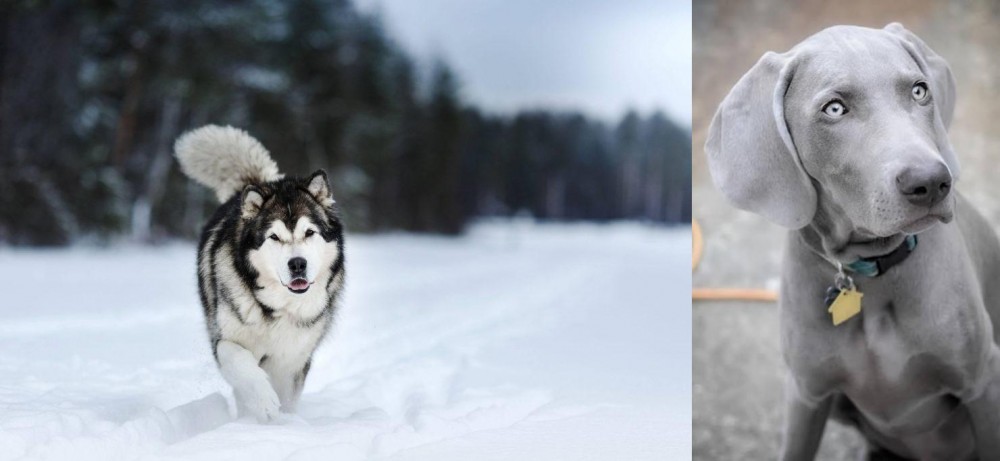 Weimaraner vs Siberian Husky - Breed Comparison