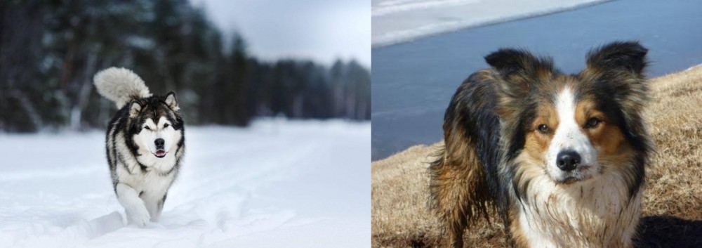 Welsh Sheepdog vs Siberian Husky - Breed Comparison