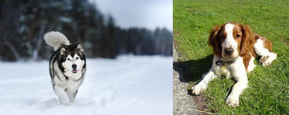 Welsh Springer Spaniel vs Siberian Husky - Breed Comparison