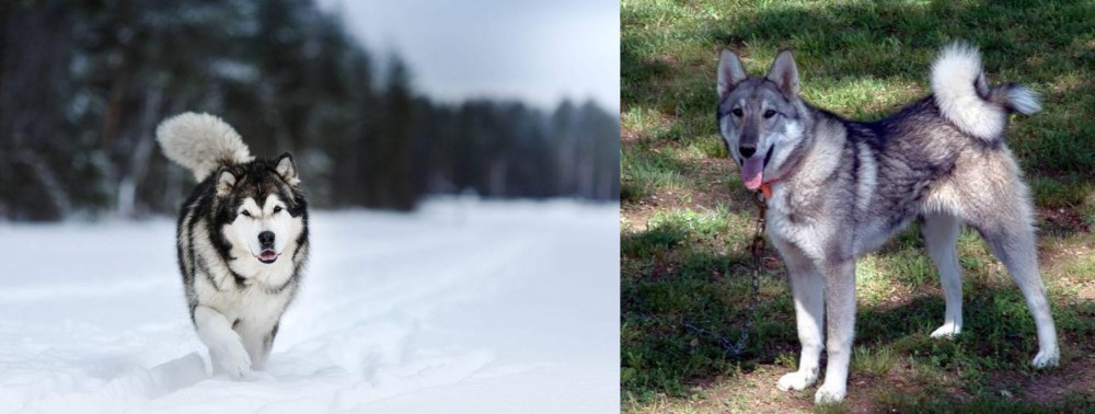West Siberian Laika vs Siberian Husky - Breed Comparison
