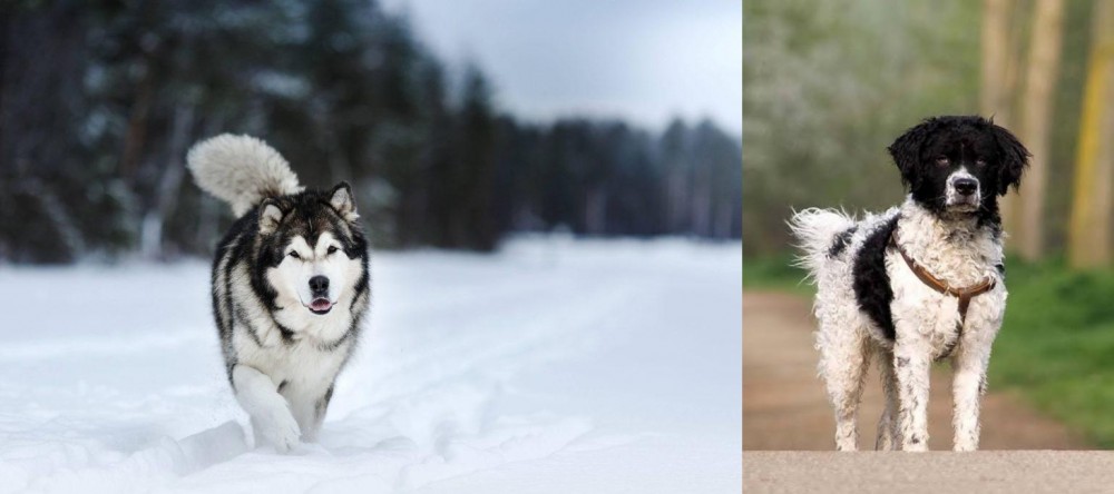 Wetterhoun vs Siberian Husky - Breed Comparison
