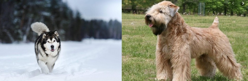 Wheaten Terrier vs Siberian Husky - Breed Comparison