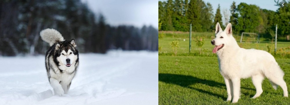 White Shepherd vs Siberian Husky - Breed Comparison