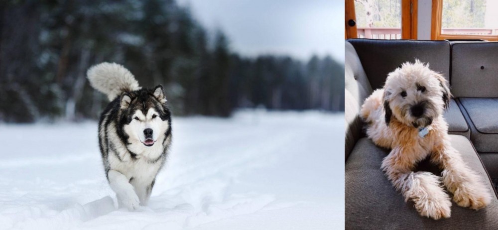 Whoodles vs Siberian Husky - Breed Comparison