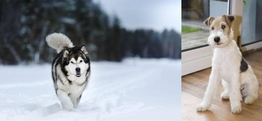 Wire Fox Terrier vs Siberian Husky - Breed Comparison
