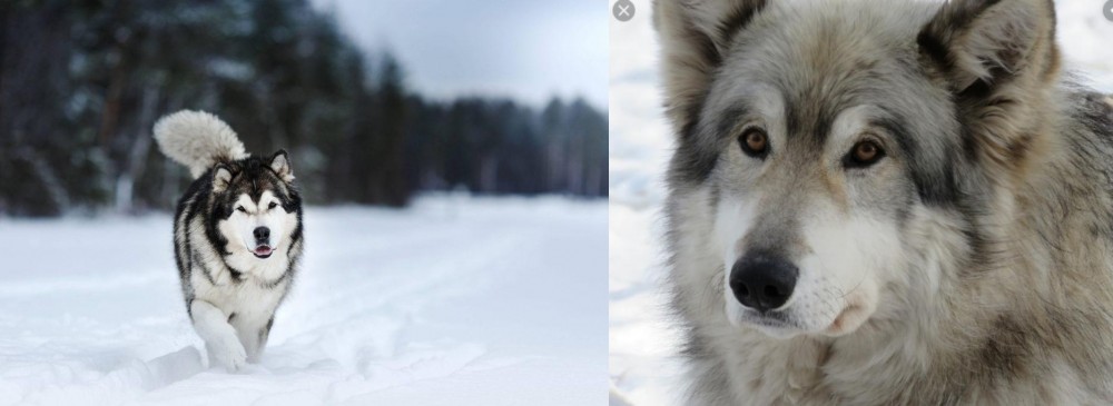 Wolfdog vs Siberian Husky - Breed Comparison