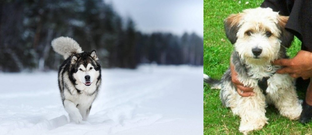 Yo-Chon vs Siberian Husky - Breed Comparison