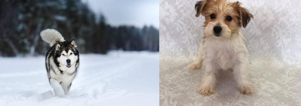 Yochon vs Siberian Husky - Breed Comparison