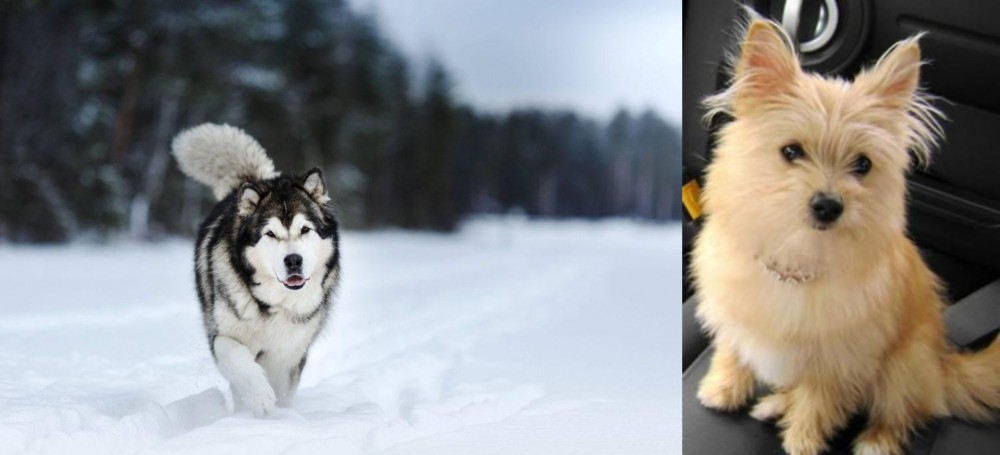 Yoranian vs Siberian Husky - Breed Comparison