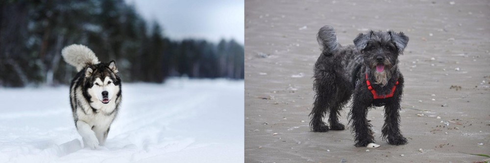 YorkiePoo vs Siberian Husky - Breed Comparison