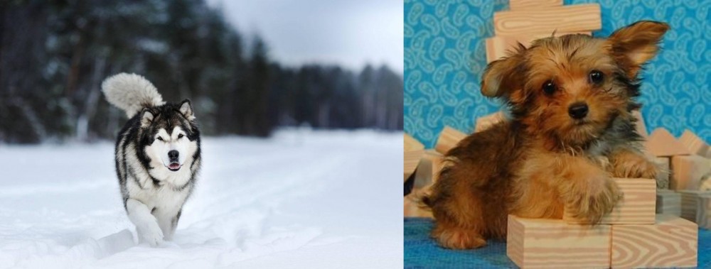 Yorkillon vs Siberian Husky - Breed Comparison