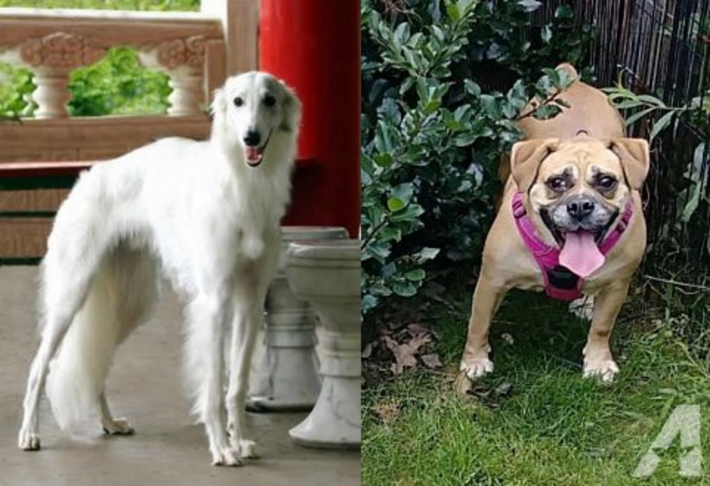 Beabull vs Silken Windhound - Breed Comparison