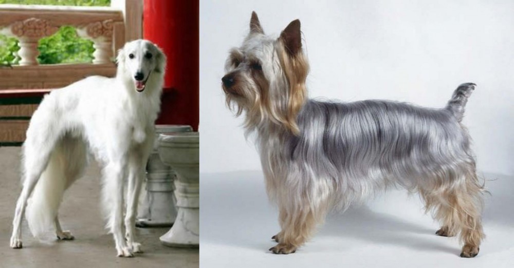 Silky Terrier vs Silken Windhound - Breed Comparison