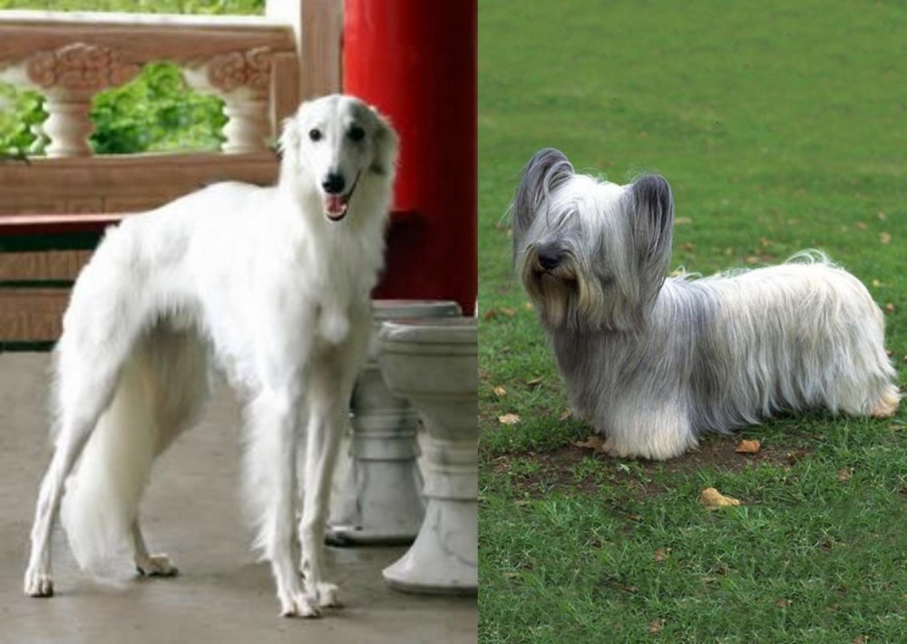 Skye Terrier vs Silken Windhound - Breed Comparison