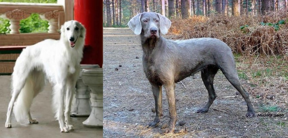 Slovensky Hrubosrsty Stavac vs Silken Windhound - Breed Comparison