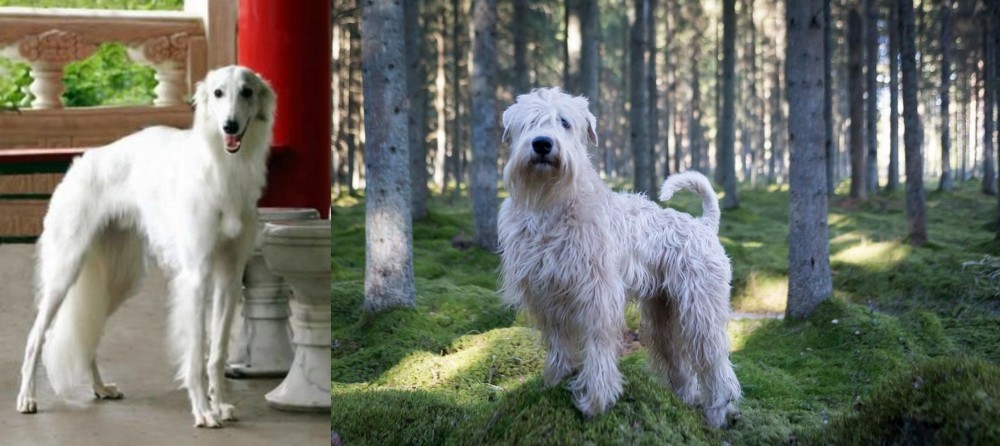 Soft-Coated Wheaten Terrier vs Silken Windhound - Breed Comparison
