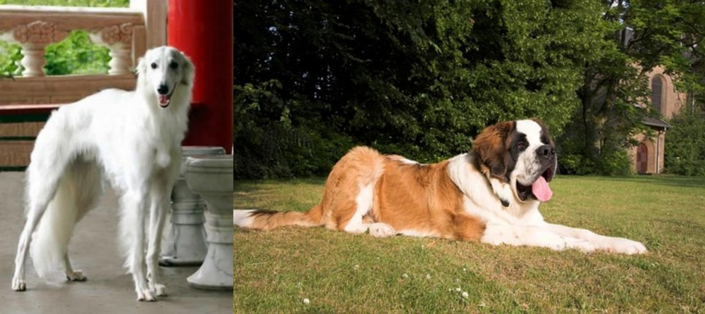St. Bernard vs Silken Windhound - Breed Comparison