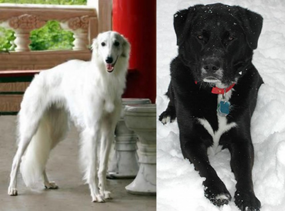 St. John's Water Dog vs Silken Windhound - Breed Comparison