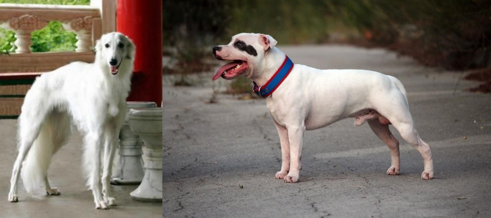 Staffordshire Bull Terrier vs Silken Windhound - Breed Comparison