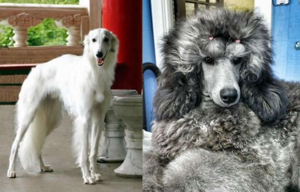 Standard Poodle vs Silken Windhound - Breed Comparison