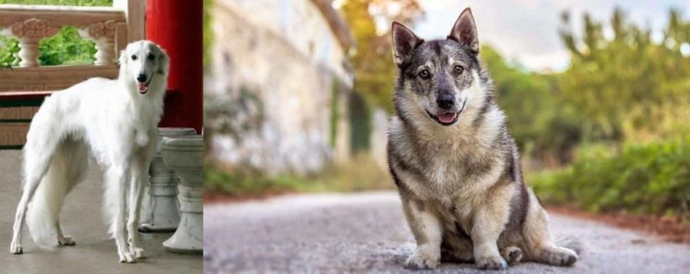 Swedish Vallhund vs Silken Windhound - Breed Comparison
