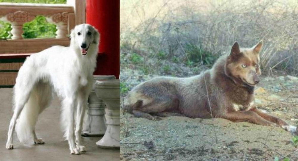 Tahltan Bear Dog vs Silken Windhound - Breed Comparison