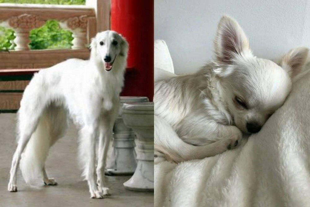 Tea Cup Chihuahua vs Silken Windhound - Breed Comparison