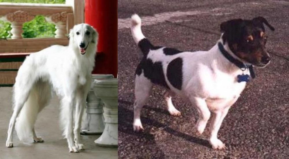 Teddy Roosevelt Terrier vs Silken Windhound - Breed Comparison