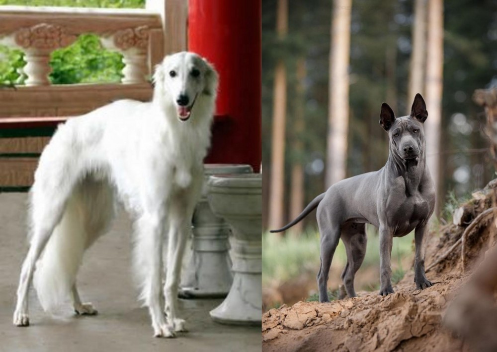 Thai Ridgeback vs Silken Windhound - Breed Comparison