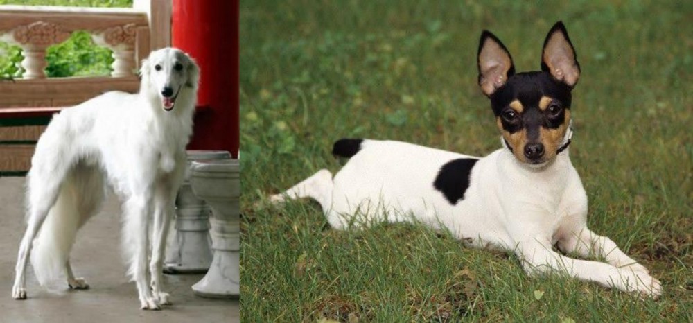 Toy Fox Terrier vs Silken Windhound - Breed Comparison