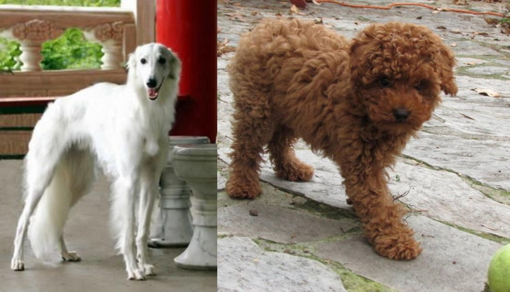 Toy Poodle vs Silken Windhound - Breed Comparison