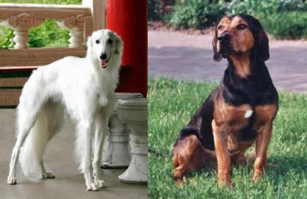 Tyrolean Hound vs Silken Windhound - Breed Comparison
