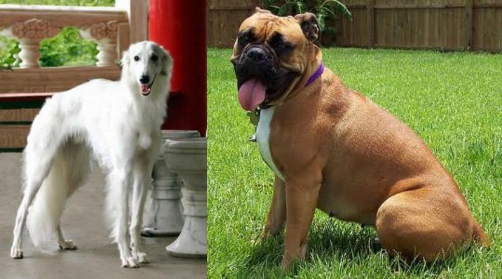 Valley Bulldog vs Silken Windhound - Breed Comparison
