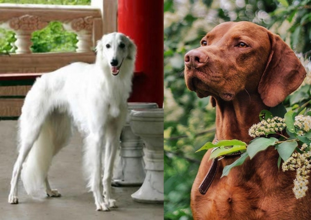 Vizsla vs Silken Windhound - Breed Comparison