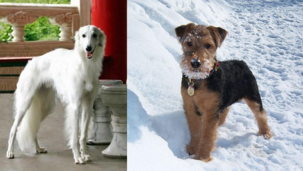 Welsh Terrier vs Silken Windhound - Breed Comparison