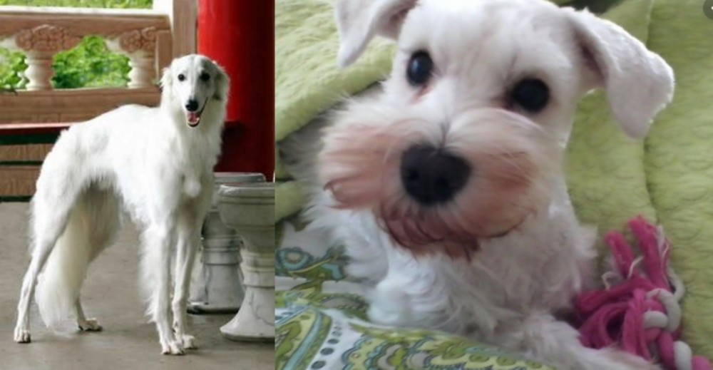White Schnauzer vs Silken Windhound - Breed Comparison