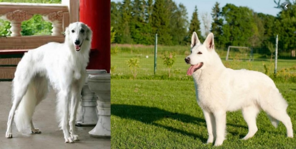 White Shepherd vs Silken Windhound - Breed Comparison