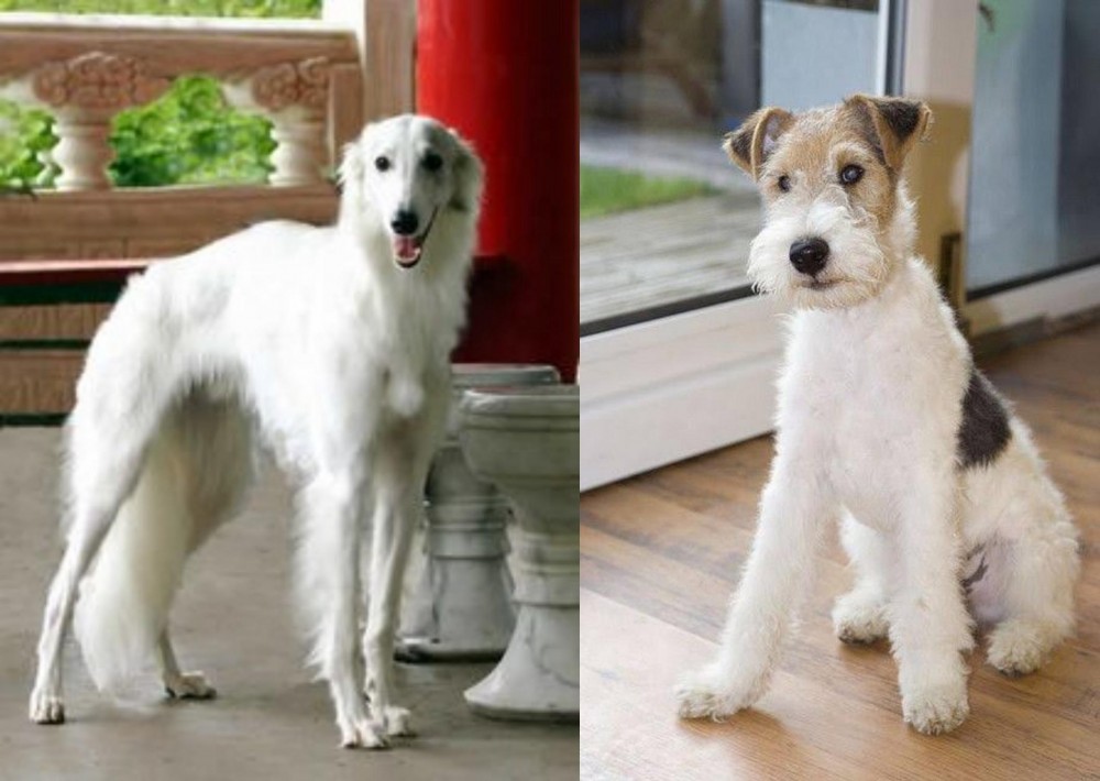 Wire Fox Terrier vs Silken Windhound - Breed Comparison