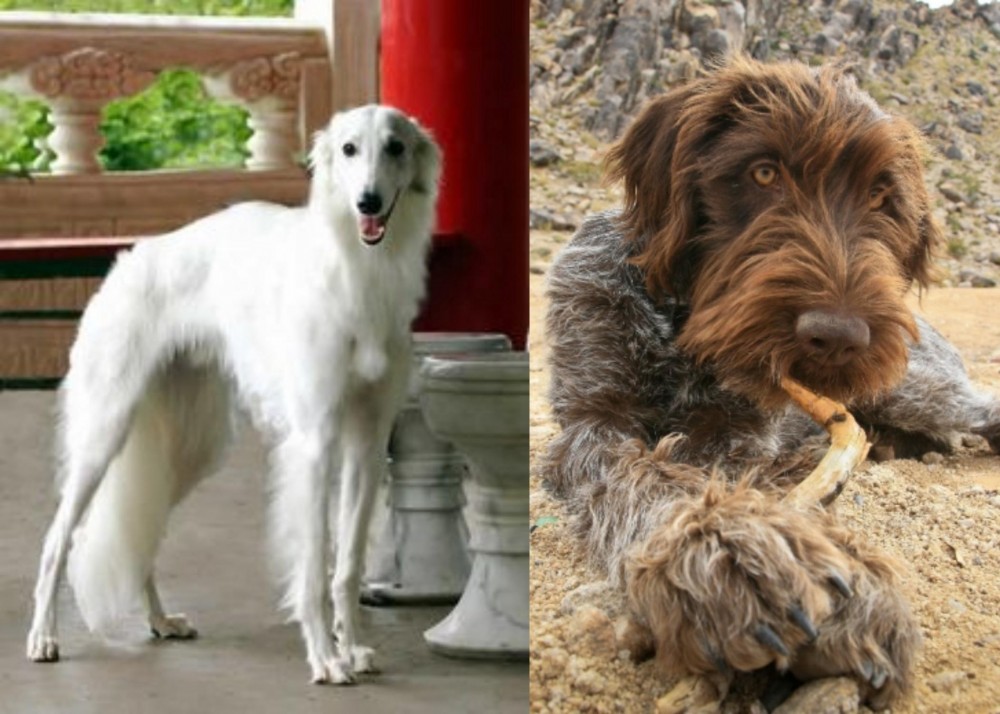 Wirehaired Pointing Griffon vs Silken Windhound - Breed Comparison