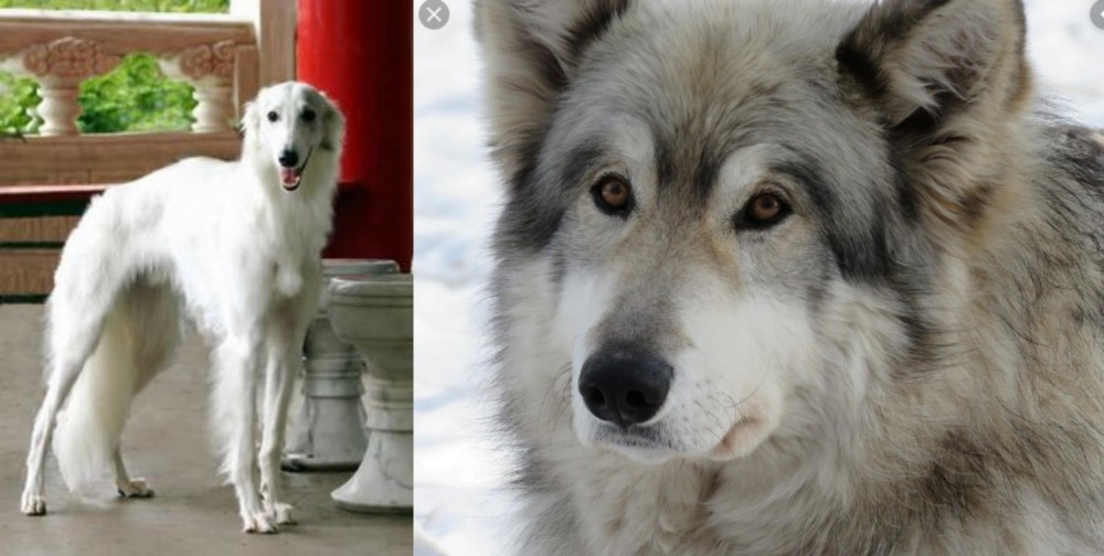 Wolfdog vs Silken Windhound - Breed Comparison