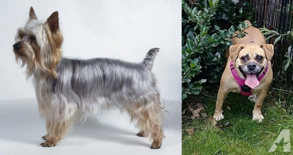 Beabull vs Silky Terrier - Breed Comparison