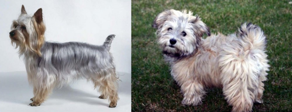 Havapoo vs Silky Terrier - Breed Comparison