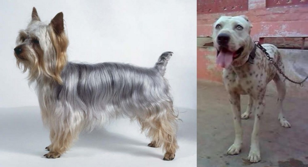 Sindh Mastiff vs Silky Terrier - Breed Comparison