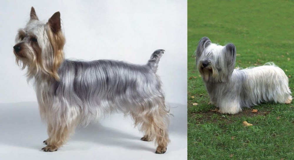 Skye Terrier vs Silky Terrier - Breed Comparison