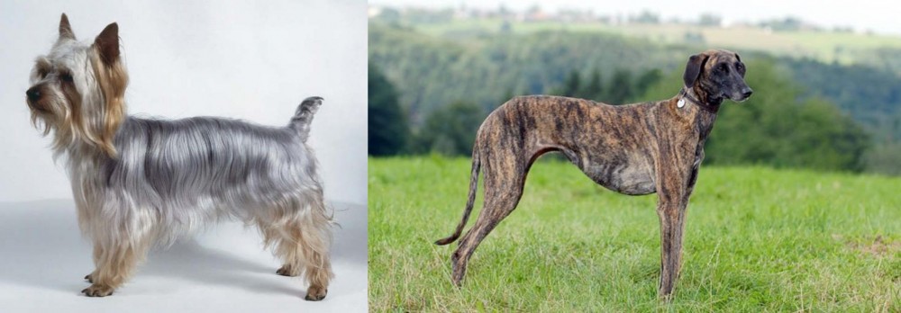 Sloughi vs Silky Terrier - Breed Comparison