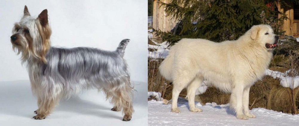 Slovak Cuvac vs Silky Terrier - Breed Comparison