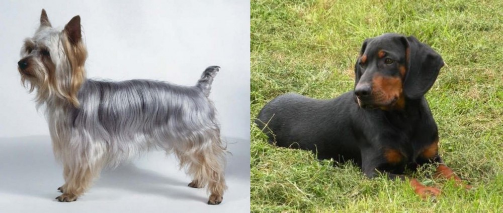 Slovakian Hound vs Silky Terrier - Breed Comparison