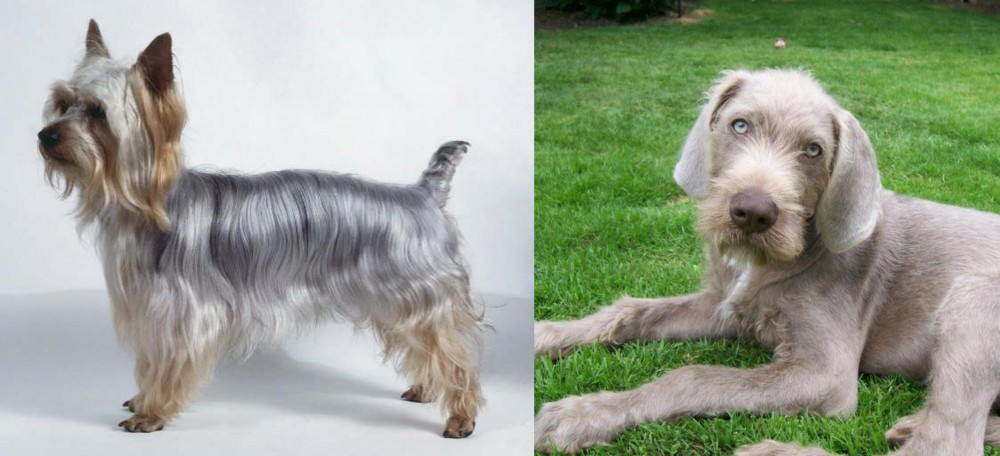 Slovakian Rough Haired Pointer vs Silky Terrier - Breed Comparison